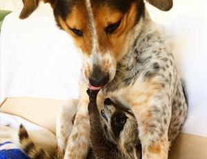 网页短信轰炸机